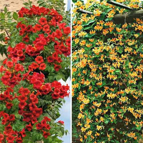 Суперпредложение! Комплект вьющихся лиан из 2 саженцев артикул фото 1 Суперпредложение! Комплект вьющихся лиан из 2 саженцев изображение 1 артикул 9148