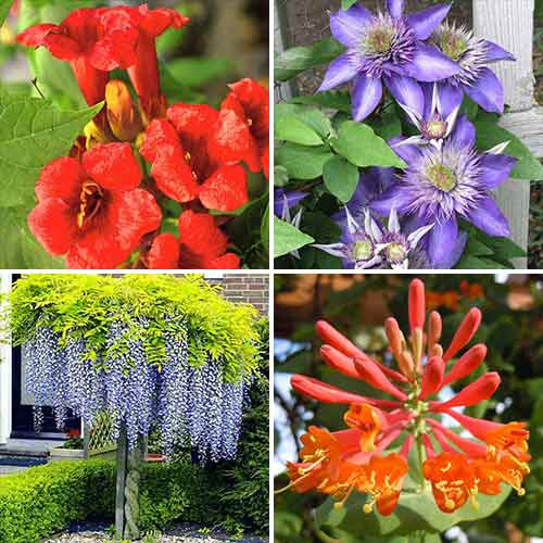 Суперпредложение! Комплект вьющихся лиан из 4 саженцев изображение 1 артикул 9115