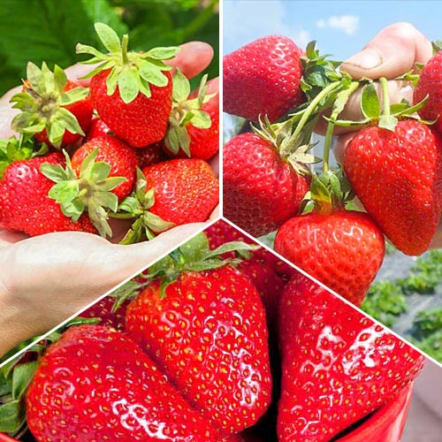 Суперпредложение! Комплект земляник из 3-х сортов Большой урожай артикул фото 1 Суперпредложение! Комплект земляник из 3-х сортов Большой урожай изображение 1 артикул 4918