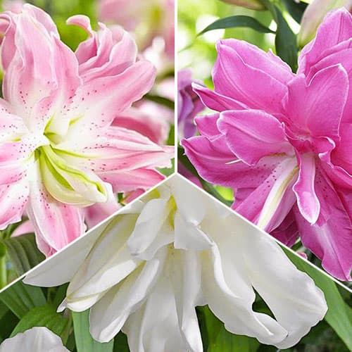 Лилия супер махровая Лотус, микс изображение 1 артикул 76672