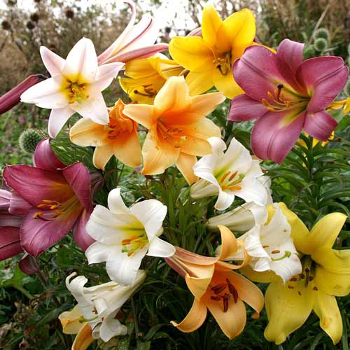 Суперпредложение! Лилии трубчатые, микс изображение 1 артикул 68370