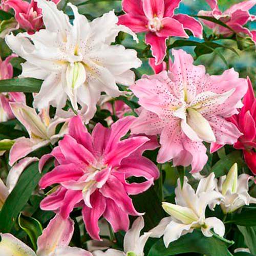 Комплект лилий-деревьев Ориенталь Дабл из 3 сортов изображение 1 артикул 76473
