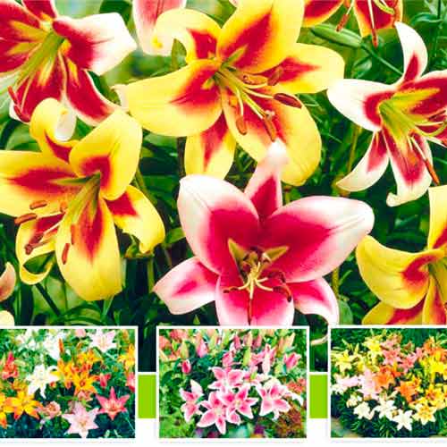 Лилия-гигант (ОТ-гибрид), микс из 5 сортов изображение 1 артикул 76474