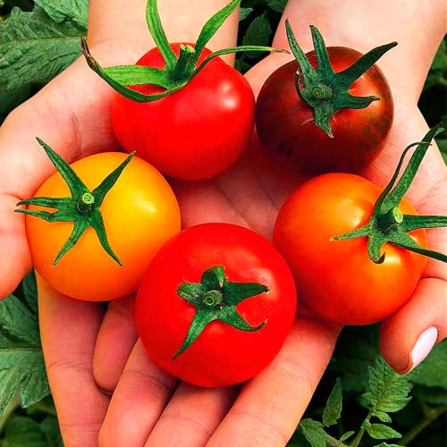 Суперпредложение! Набор семян помидоров для консервирования из 5 упаковок изображение 1 артикул 71876