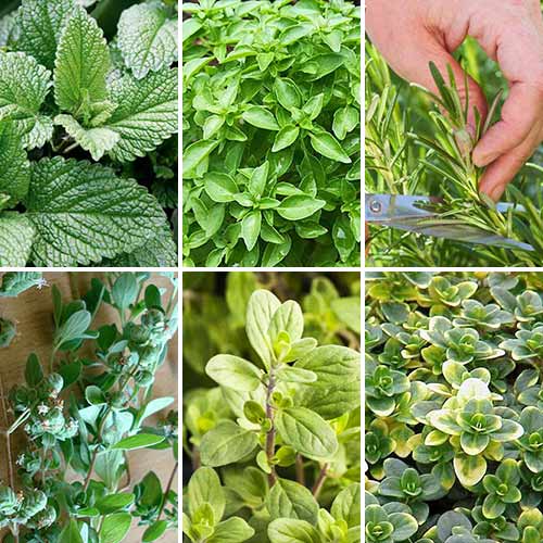 Суперпредложение! Набор семян Прованские травы изображение 1 артикул 69842