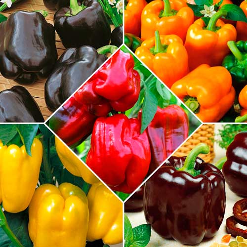 Суперпредложение! Набор семян Разноцветные перцы из 5 упаковок изображение 1 артикул 71875