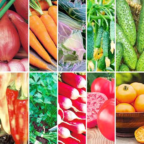 Суперпредложение! Набор семян Салатная грядка из 10 упаковок артикул фото 1 Суперпредложение! Набор семян Салатная грядка из 10 упаковок изображение 1 артикул 66868