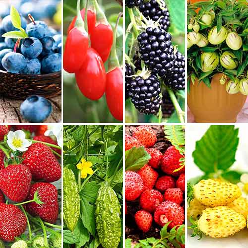 Суперпредложение! Набор семян Ягодная полянка из 8 упаковок изображение 1 артикул 71703