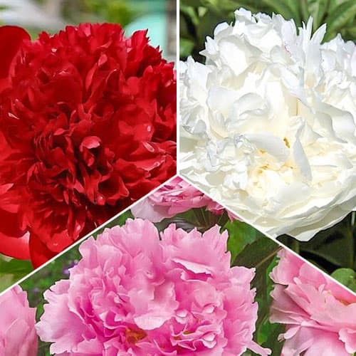 Комплект пионов махровых из 3 сортов изображение 1 артикул 76507