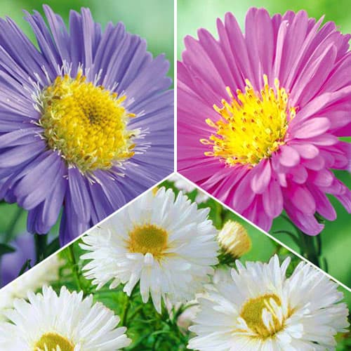 Комплект астры альпийской из 3 сортов артикул фото 1 Комплект астры альпийской из 3 сортов изображение 1 артикул 76517