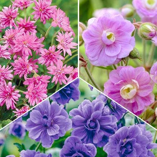 Герань Кашмир, микс изображение 1 артикул 76669