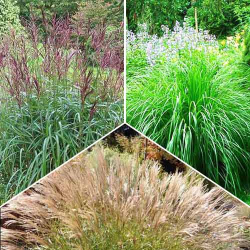 Суперпредложение! Мискантусы китайские, микс артикул фото 1 Суперпредложение! Мискантусы китайские, микс изображение 1 артикул 68794