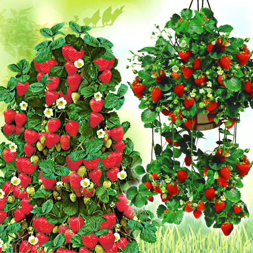 Суперпредложение! Комплект земляники из 2-х сортов изображение 1 артикул 4917