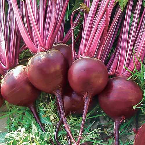 Свекла столовая Багровый Шар Седек артикул фото 1 Свекла столовая Багровый Шар Седек изображение 1 артикул 71674