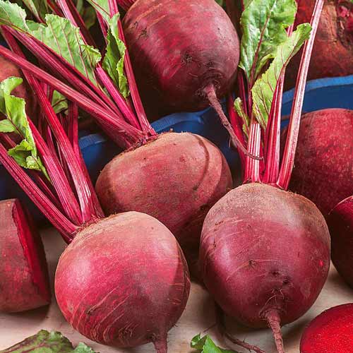 Свекла столовая Мадам Ружетт F1 Седек изображение 1 артикул 71675