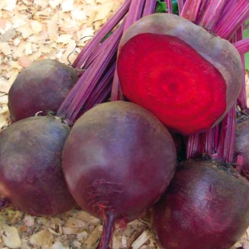 Свекла Мондоро F1 изображение 1 артикул 69815