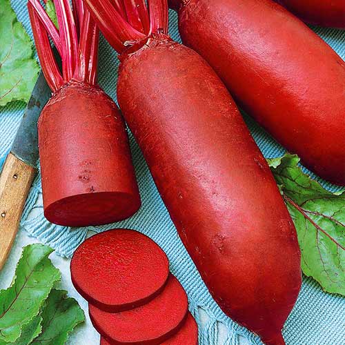 Свекла столовая Генеральская Уральский дачник артикул фото 1 Свекла столовая Генеральская Уральский дачник изображение 1 артикул 74238