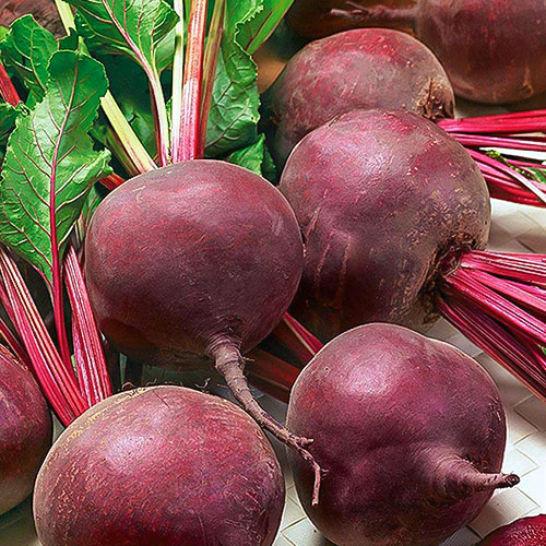 Свекла столовая Мулатка Premium Seeds изображение 1 артикул 83822