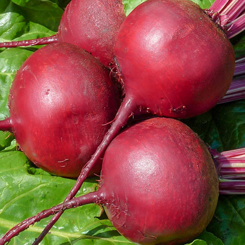 Свекла столовая Ред Булл Premium Seeds изображение 1 артикул 83824