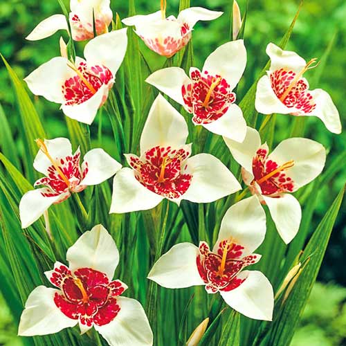 Тигридия Альба изображение 1 артикул 76616