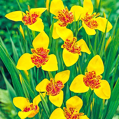 Тигридия Ауреа изображение 1 артикул 70450