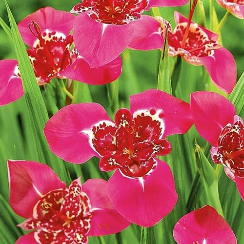 Тигридия Лилак артикул фото 1 Тигридия Лилак изображение 1 артикул 76502