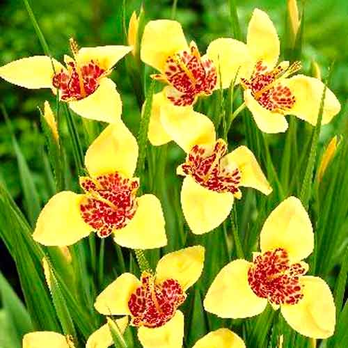 Тигридия Крем артикул фото 1 Тигридия Крем изображение 1 артикул 76501