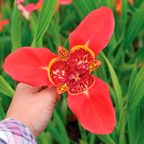 Тигридия Ред артикул фото 2 Тигридия Ред изображение 2 артикул 76503