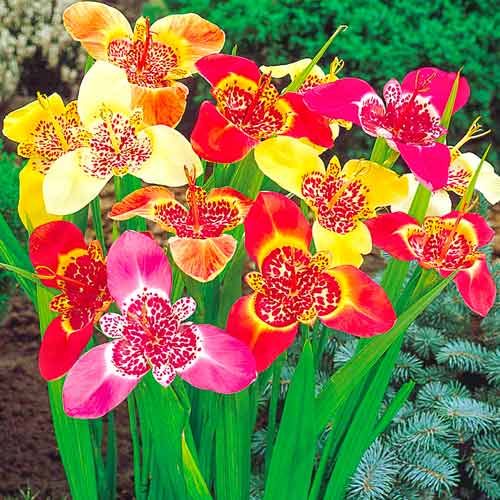 Тигридия, микс артикул фото 1 Тигридия, микс изображение 1 артикул 70321