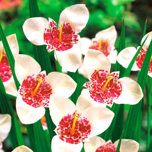 Тигридия Вайт изображение 1 артикул 76504