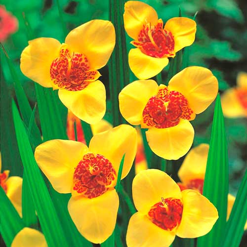 Тигридия Йеллоу артикул фото 1 Тигридия Йеллоу изображение 1 артикул 76505