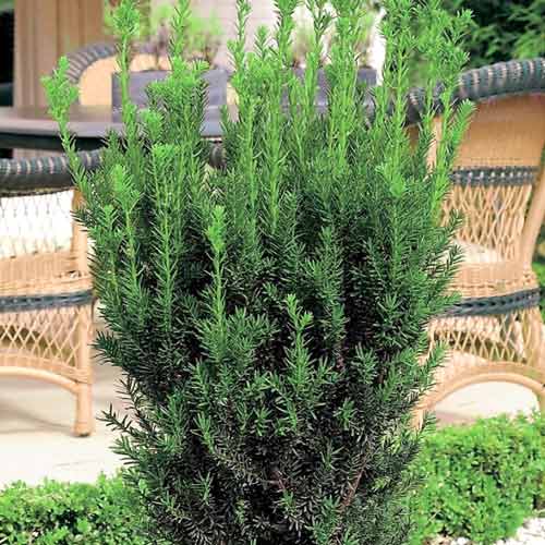 Тис средний Хилли изображение 1 артикул 9464