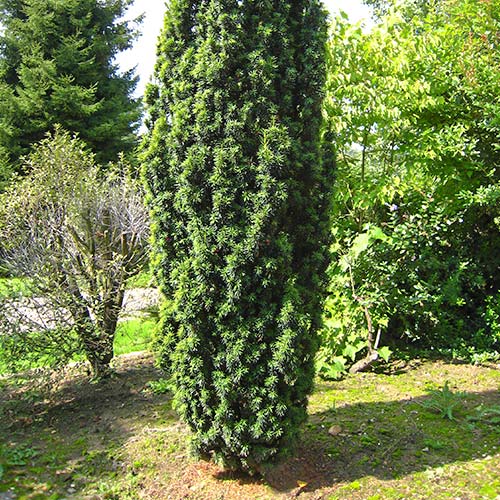 Тис средний Войтек изображение 1 артикул 9410