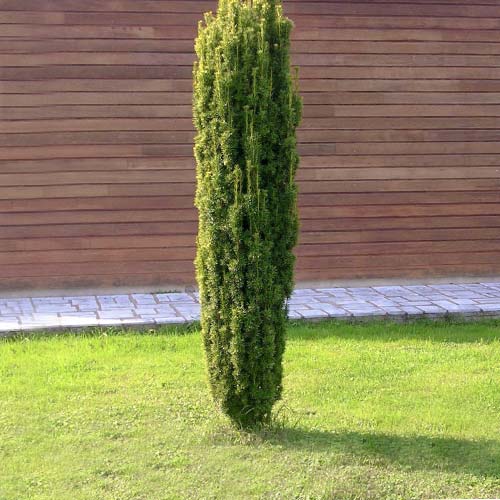 Тис ягодный Фастигиата Робуста изображение 1 артикул 9411