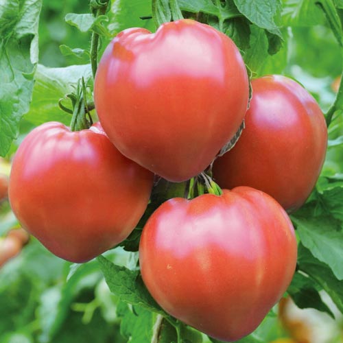 Томат Алтайская заря, семена изображение 1 артикул 66343