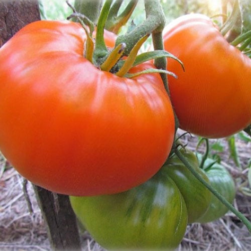 Томат Алтайский оранжевый изображение 1 артикул 71774