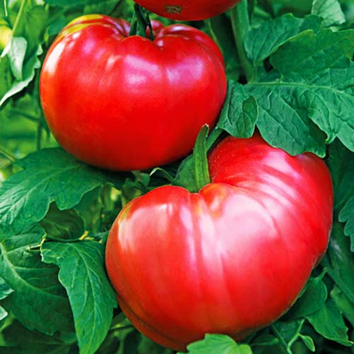 Томат Алтайский розовый изображение 1 артикул 71775