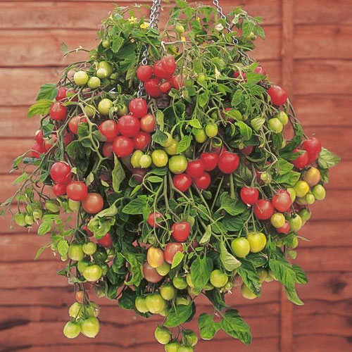 Томат Ампельный F1 Уральский дачник изображение 1 артикул 74240