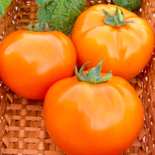 Томат Апельсин, семена изображение 1 артикул 65051