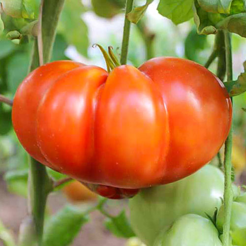 Томат Баян Premium Seeds изображение 1 артикул 83828