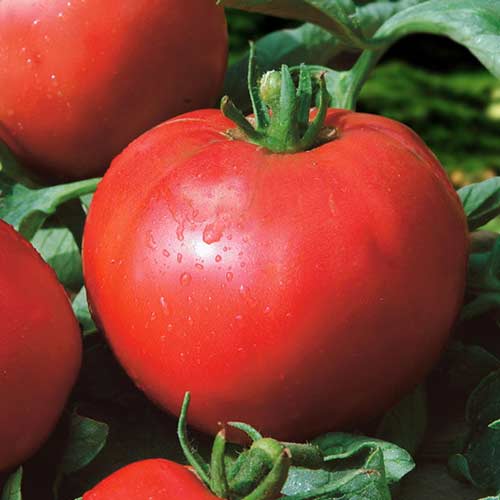 Томат Бегемот малиновый F1 Седек артикул фото 1 Томат Бегемот малиновый F1 Седек изображение 1 артикул 84919