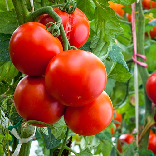 Томат Безрассадный Уральский дачник изображение 1 артикул 74244