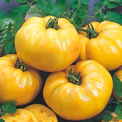 Томат Бизон желтый, семена изображение 1 артикул 65089