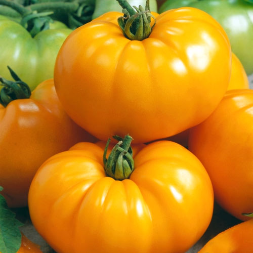 Томат Бизон оранжевый, семена изображение 1 артикул 65090