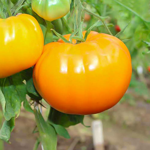 Томат Бочка меда Premium Seeds изображение 1 артикул 83830