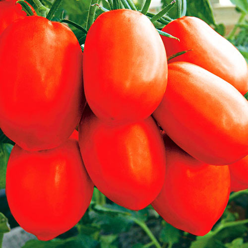 Томат Царевна F1 артикул фото 1 Томат Царевна F1 изображение 1 артикул 71727