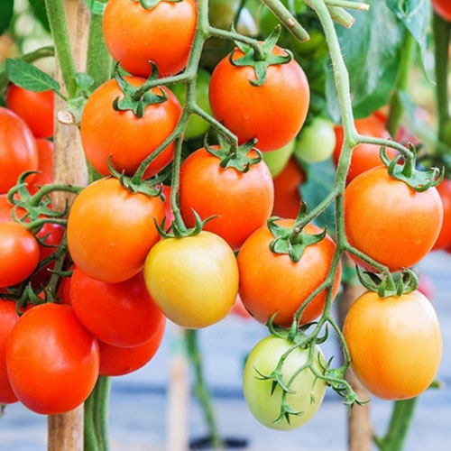 Томат Челябинский метеорит F1 Уральский дачник артикул фото 1 Томат Челябинский метеорит F1 Уральский дачник изображение 1 артикул 78422