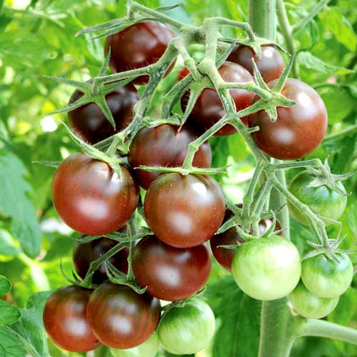 Томат Черный шоколад, семена артикул фото 1 Томат Черный шоколад, семена изображение 1 артикул 65095