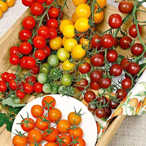 Томат черри Детские сладости F1, смесь сортов Premium Seeds изображение 1 артикул 83860