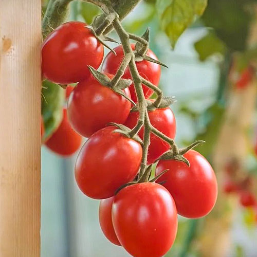 Томат Черри Малиновые яблочки F1 Premium Seeds изображение 1 артикул 83862